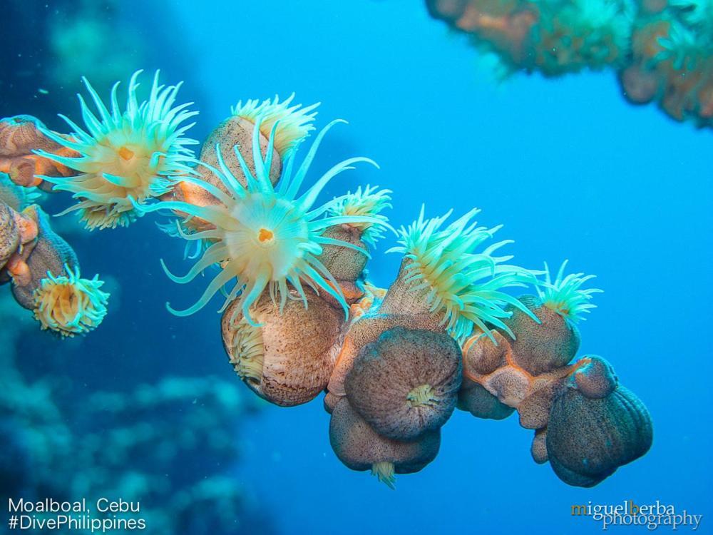 Asian Belgian Dive Resort 莫阿尔博阿 外观 照片