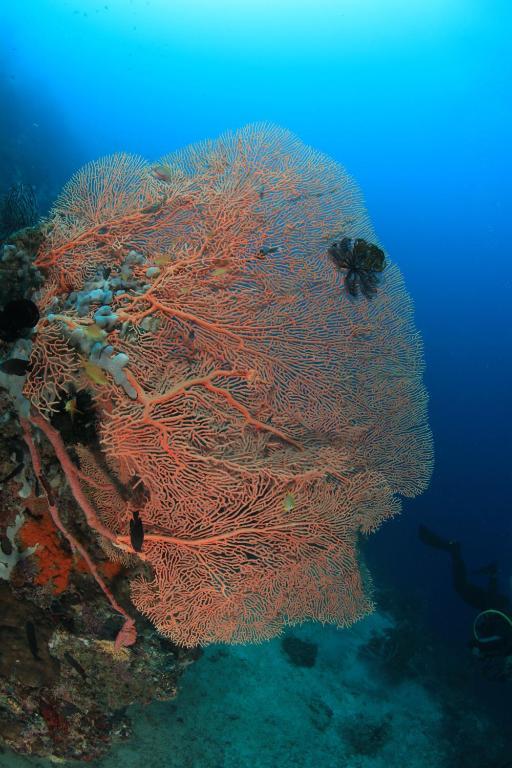 Asian Belgian Dive Resort 莫阿尔博阿 外观 照片